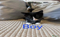 Domestic Shorthair cats for sale: Black and white tuxedo kittens - Image 3