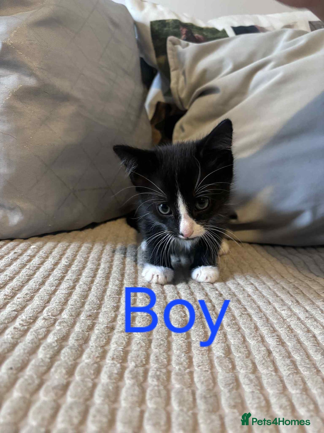 Domestic Shorthair cats for sale: Black and white tuxedo kittens - Image 3