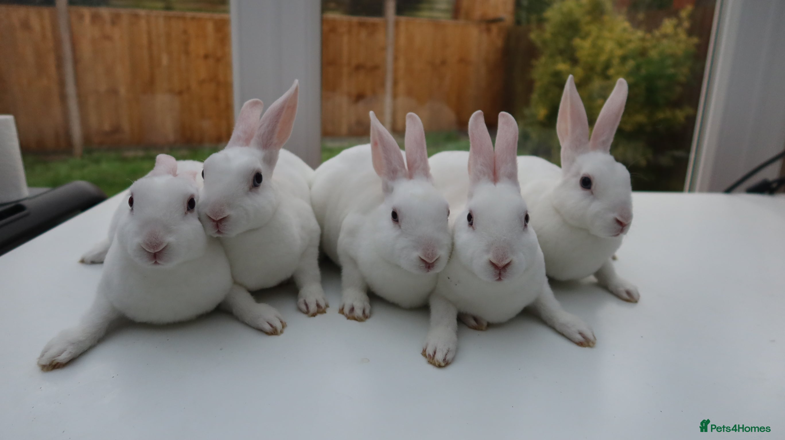 Rex rabbits Mini Rex BEW Rabbits - Advert 8