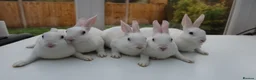 Rex rabbits for sale: Mini Rex BEW Rabbits - Advert 1
