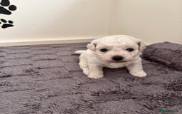 Bichon Frise dogs for sale: Pure Bichon frise for sale in Bromsgrove  in Bromsgrove - Image 1