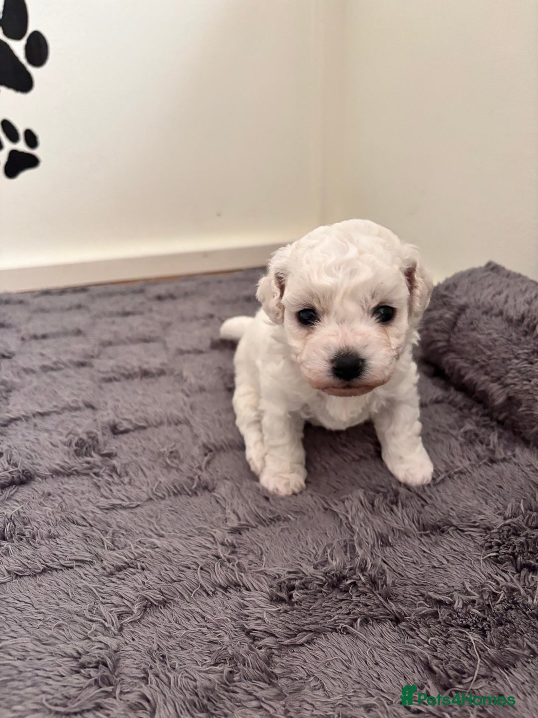 Bichon Frise dogs for sale: Pure Bichon frise for sale in Bromsgrove  in Bromsgrove - Image 1