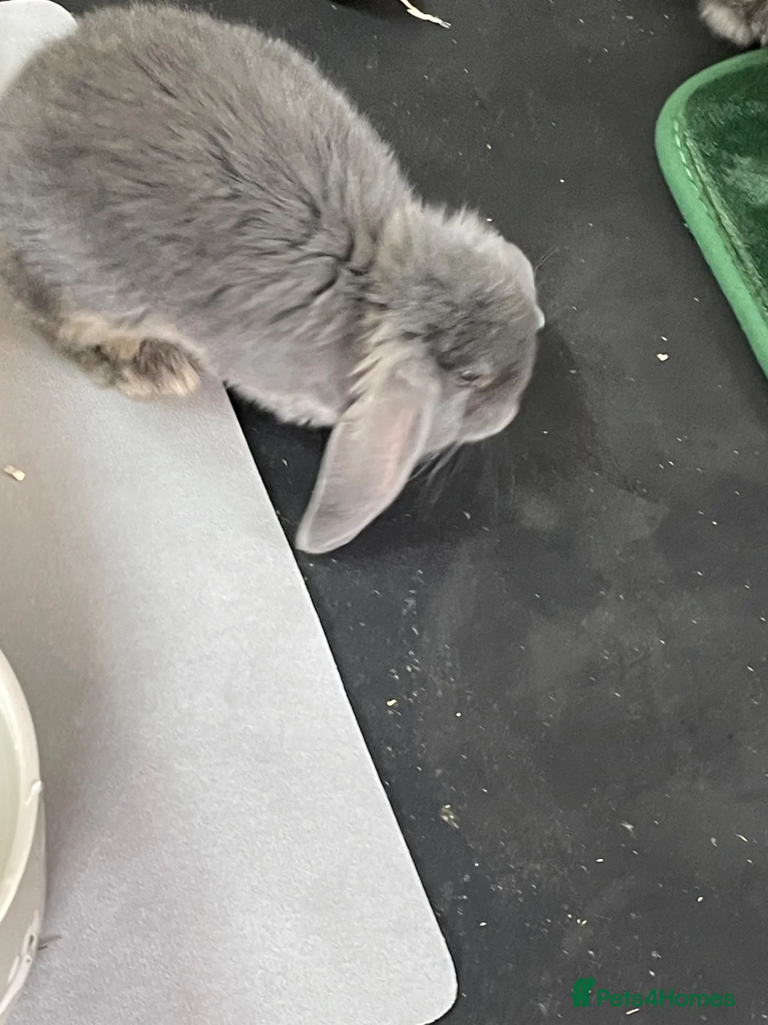 French Lop rabbits for sale: Beautiful French Lop Babies in Skegness - Advert 14