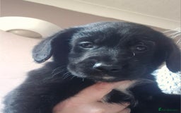 Borador dogs for sale: Border collie cross labrador puppies - Image 8