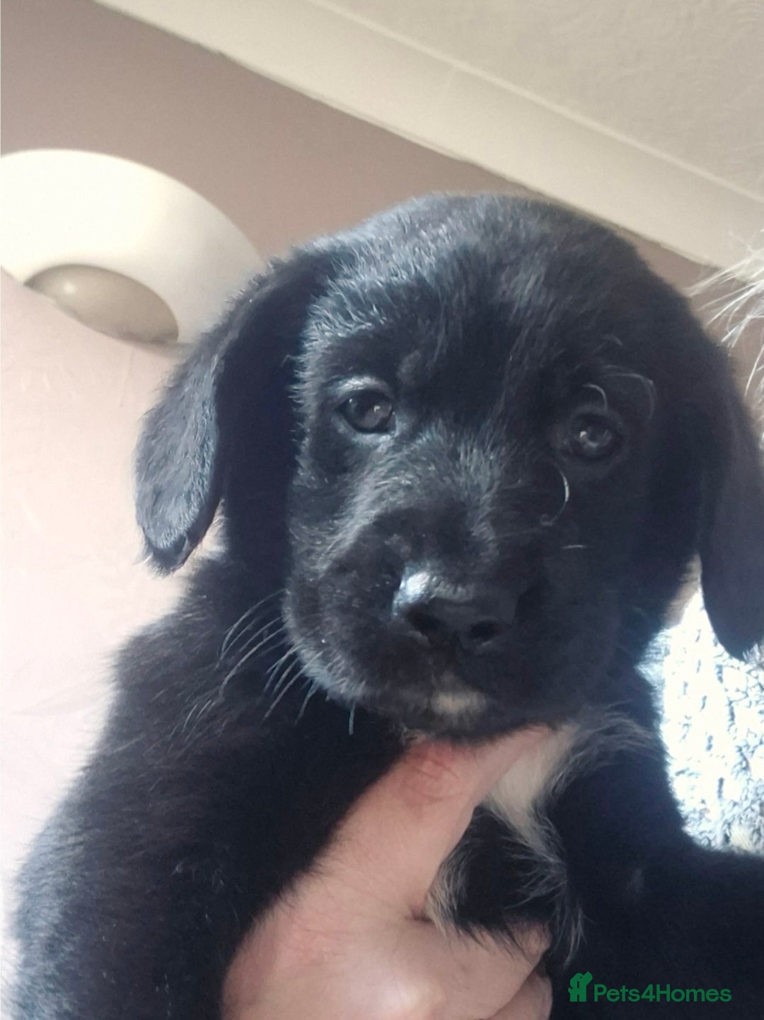 Borador dogs for sale: Border collie cross labrador puppies - Image 8
