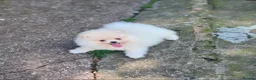 Pomeranian dogs for sale: Teddy Bear Pomeranian puppy male  in Burton-on-Trent - Advert 3