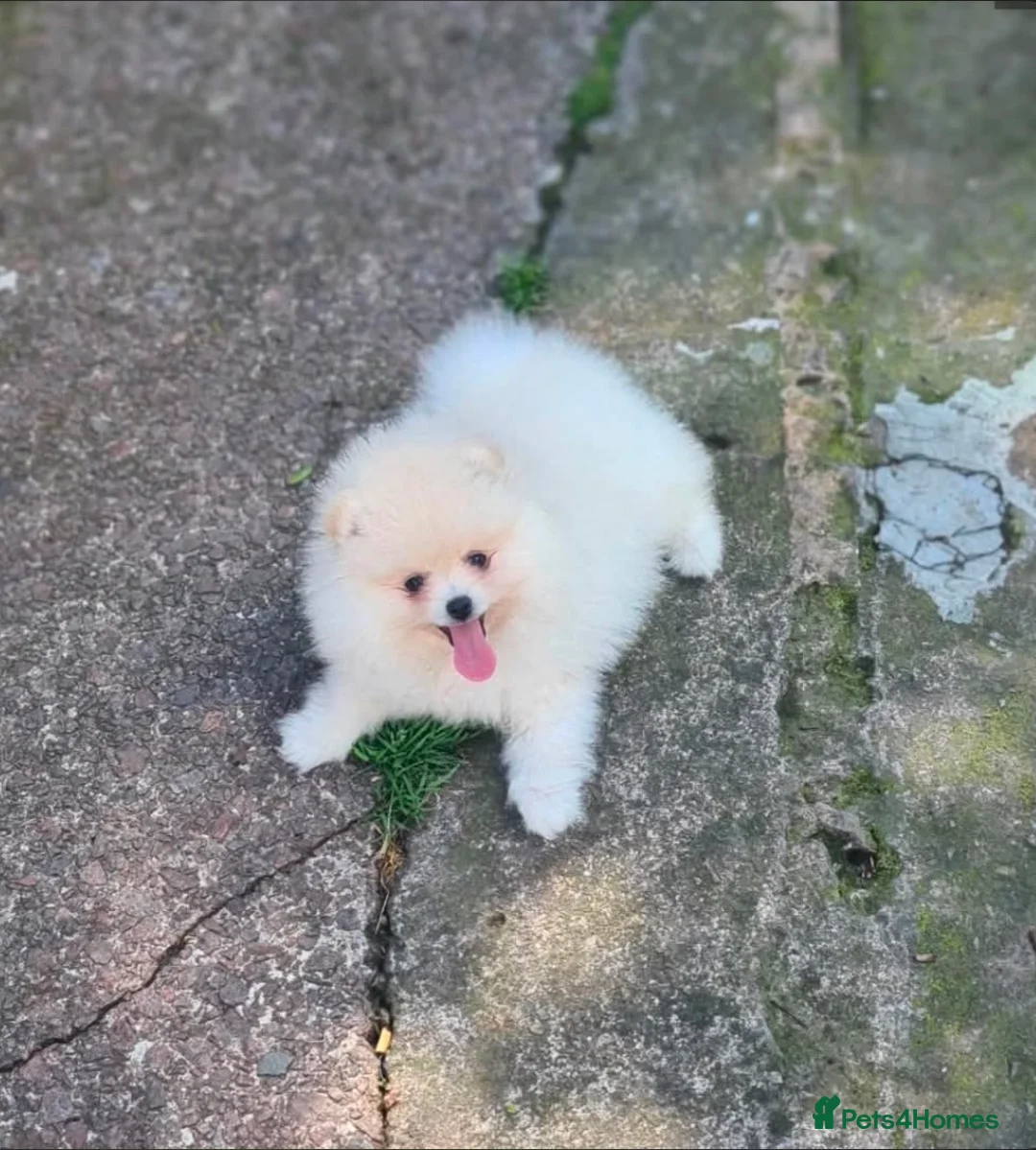 Pomeranian dogs for sale: Teddy Bear Pomeranian puppy male  in Burton-on-Trent - Advert 3