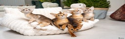 Abyssinian cats for sale: 6 Amazing Abyssinians, Extra Lovlely Personality - Advert 9