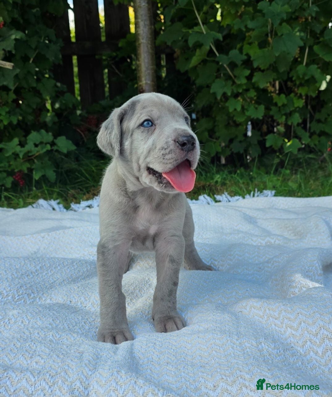 Mixed Breed dogs GreatDane x CaneCorso Pups-Exceptional Temperament - Advert 2
