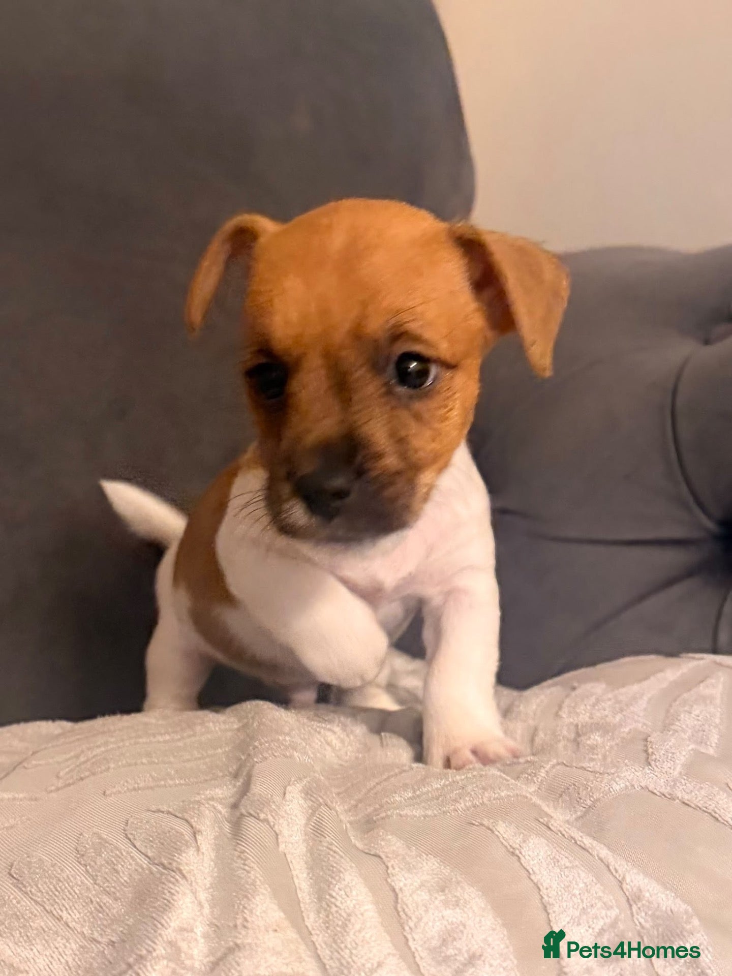 Jack Russell dogs for sale: Jack Russell last boy left - Advert 1