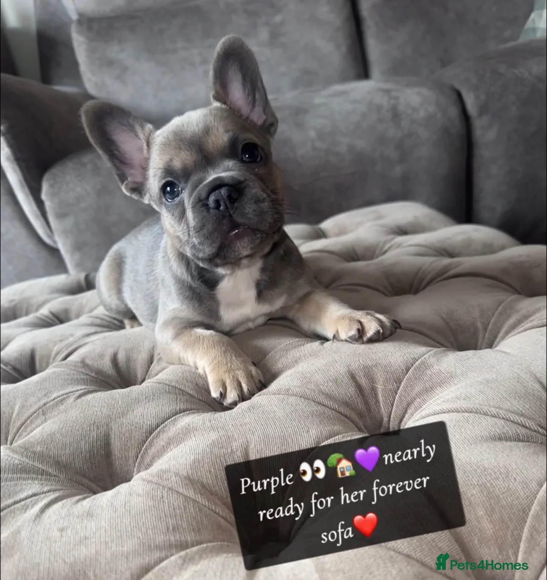 French Bulldog dogs for sale: L4 FLUFFY FRENCH BULLDOG PUPPIES — 2 AVAILABLE  - Advert 2