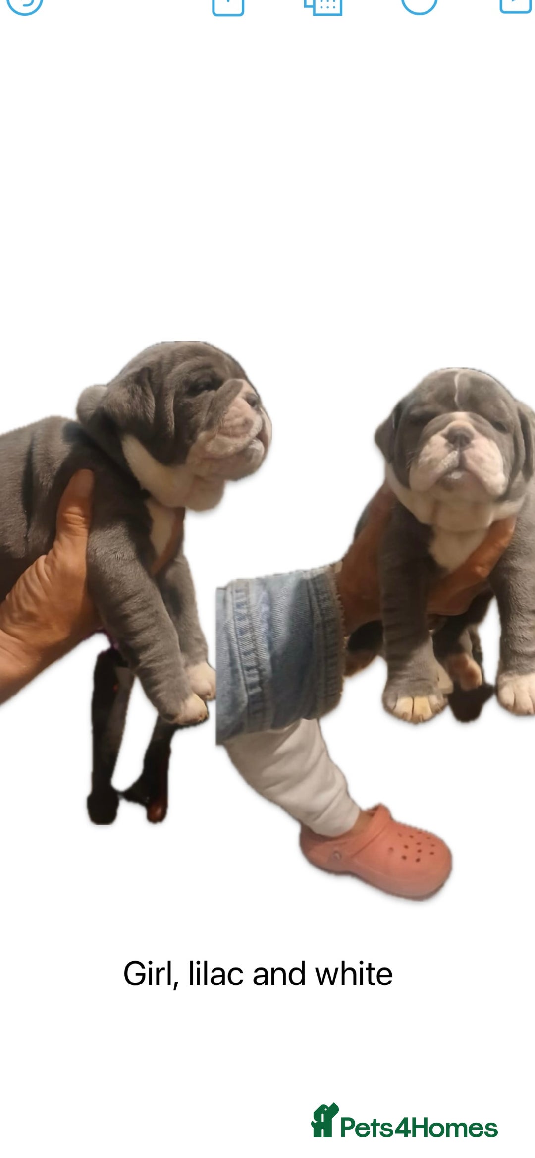 Olde English Bulldogge dogs for sale: NEBB REG OLDE ENGLISH BULLDOG  - Image 28