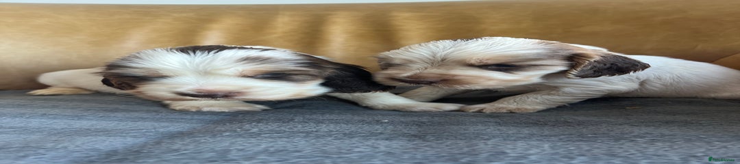 Sable Roan