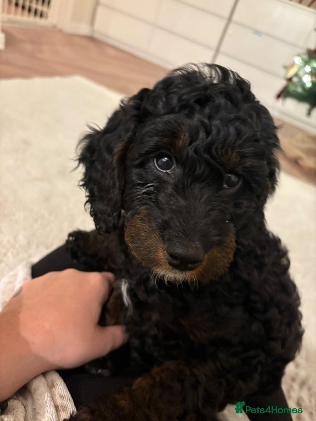 Cockapoo dogs for sale: Boy cockapoo for sale  - Advert 3