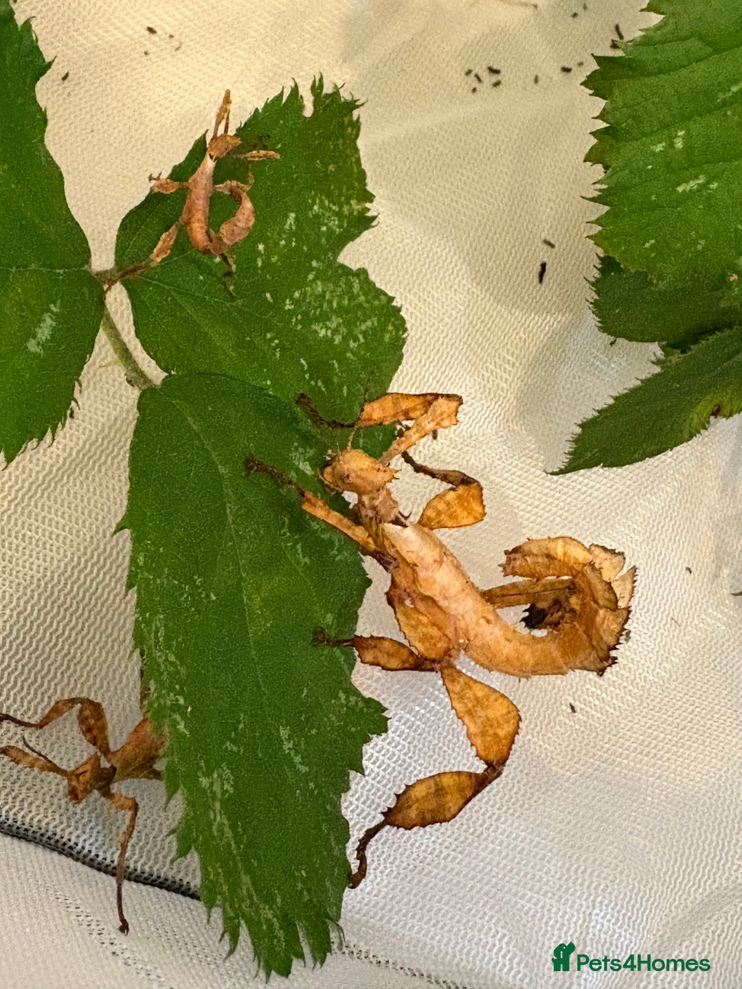 Stick Insects invertebrates for sale: Giant prickly stick insects - Box of 5 - Image 9