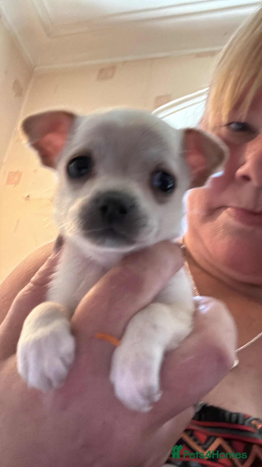 Chihuahua dogs for sale: Last cream boy (REDUCED AGAIN) - Advert 2