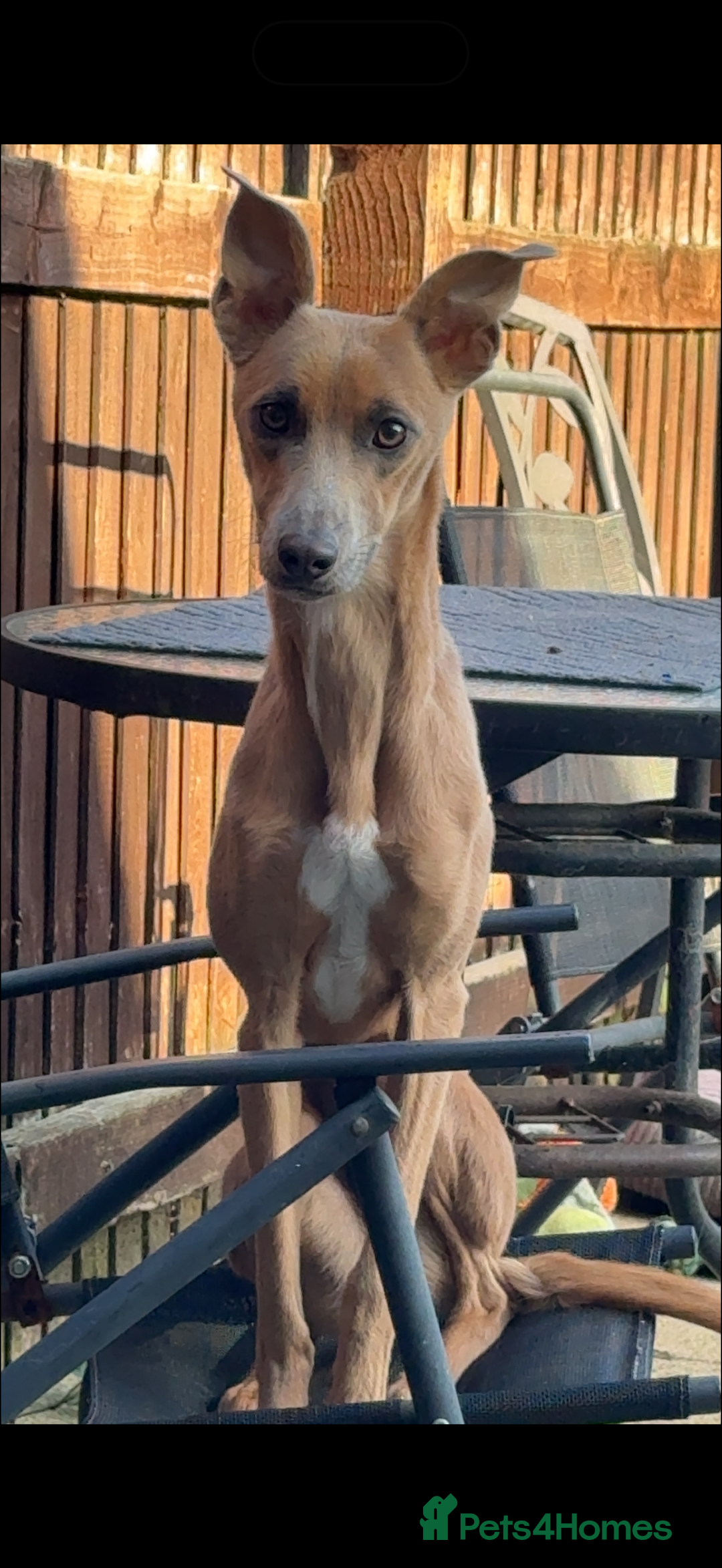 Whippet dogs for sale: Female whippet cross - Advert 6
