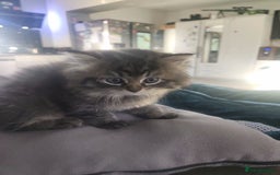 Mixed Breed cats for sale: Two Perdoll Female Kittens Looking for a Home - Image 4