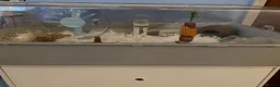 Hamster rodents for sale: Roborovski dwarf hamster  in Nottingham - Advert 3