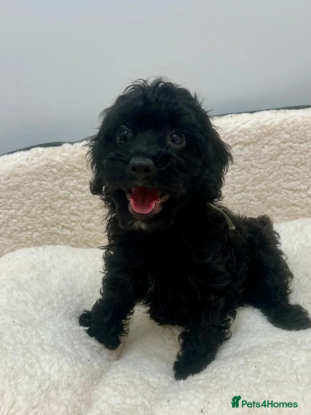 Cockapoo dogs for sale: Beautiful cockapoo puppies health tested parent's  in Hornchurch - Advert 2