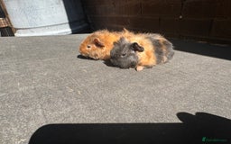 Guinea Pig rodents for sale: Stunning baby male guinea pigs  - Image 7