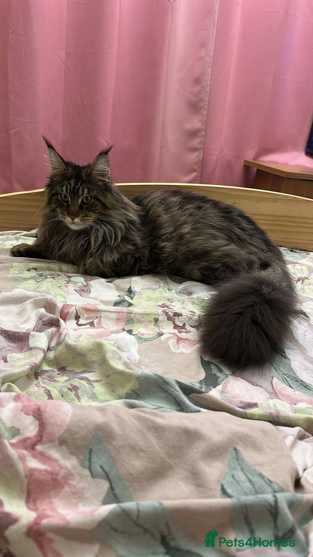 Maine Coon cats for stud: MainCoon For Stud - Advert 6