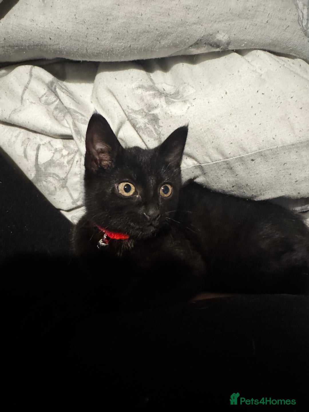 Mixed Breed cats for sale: female kittens. - Advert 7