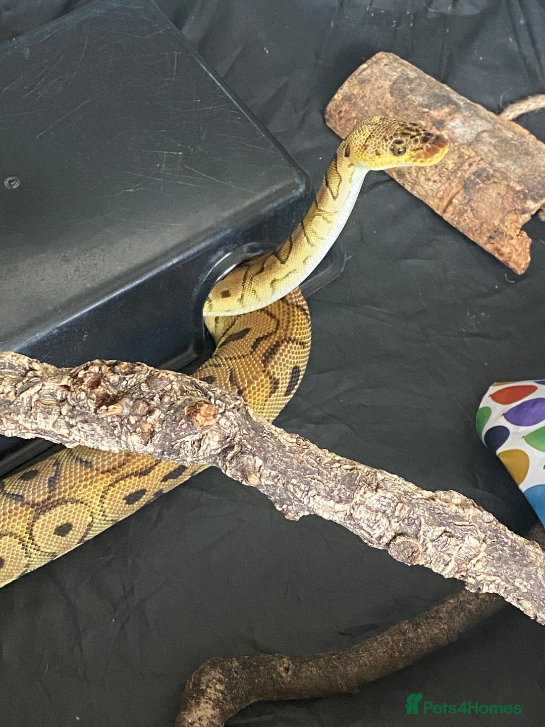 Python Snake reptiles for sale: Royal python females looking for new home - Image 10