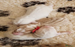 Australian Labradoodle dogs for sale: STUNNING FULLY HEALTH TESTED PUPPIES 🌟🐾 - Image 33