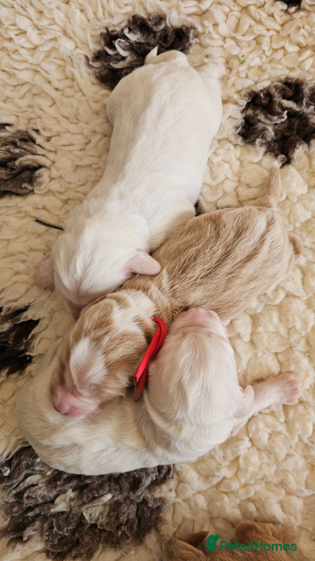 Australian Labradoodle dogs for sale: STUNNING FULLY HEALTH TESTED PUPPIES 🌟🐾 - Image 33