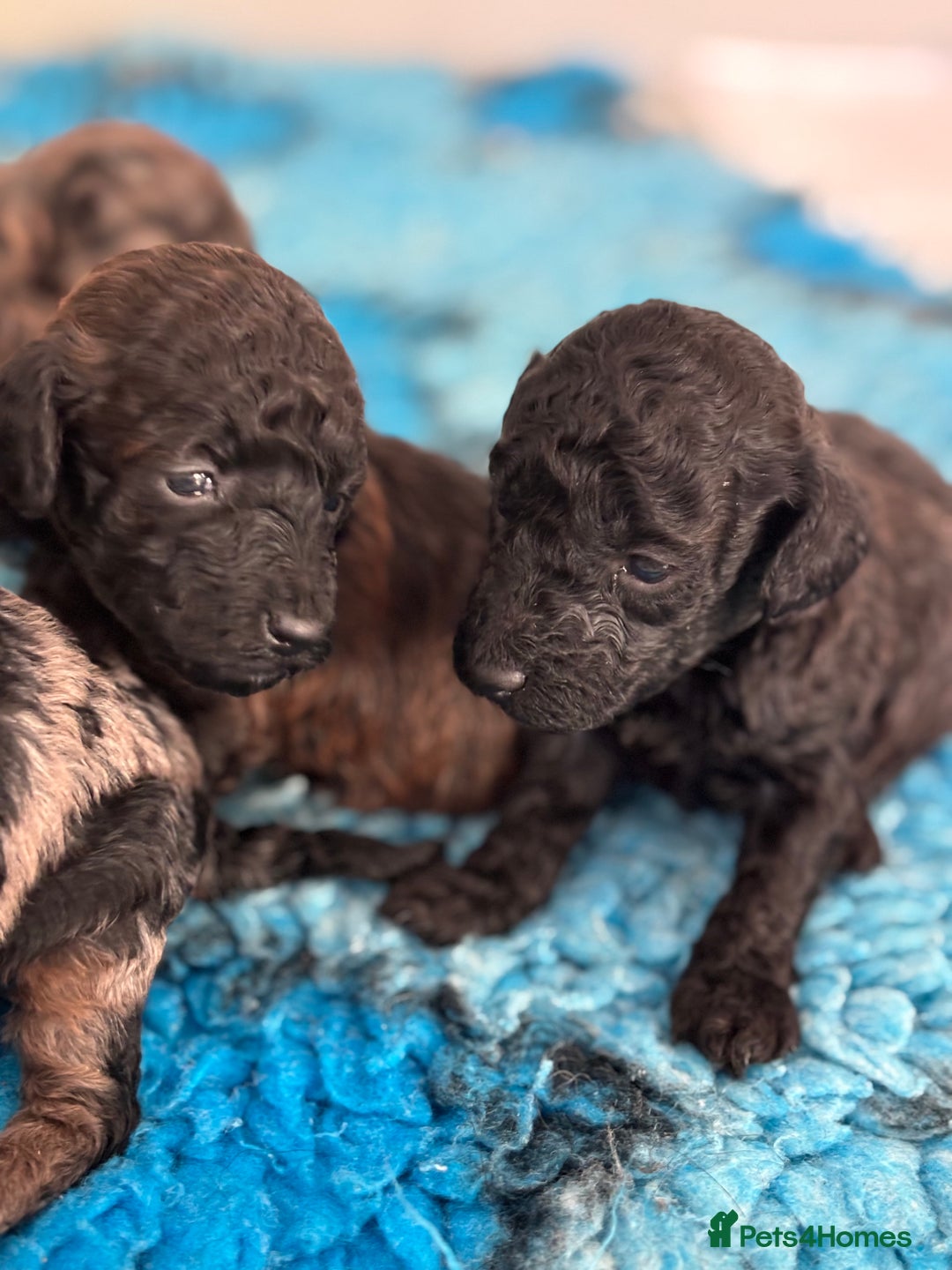 Miniature Poodle dogs for sale: Beautiful health tested miniature poodles  - Advert 31