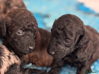 Miniature Poodle dogs Beautiful health tested miniature poodles - Advert 6