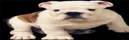 English Bulldog dogs for sale:  KC Reg English bulldog pups genuine breed colour - Advert 5