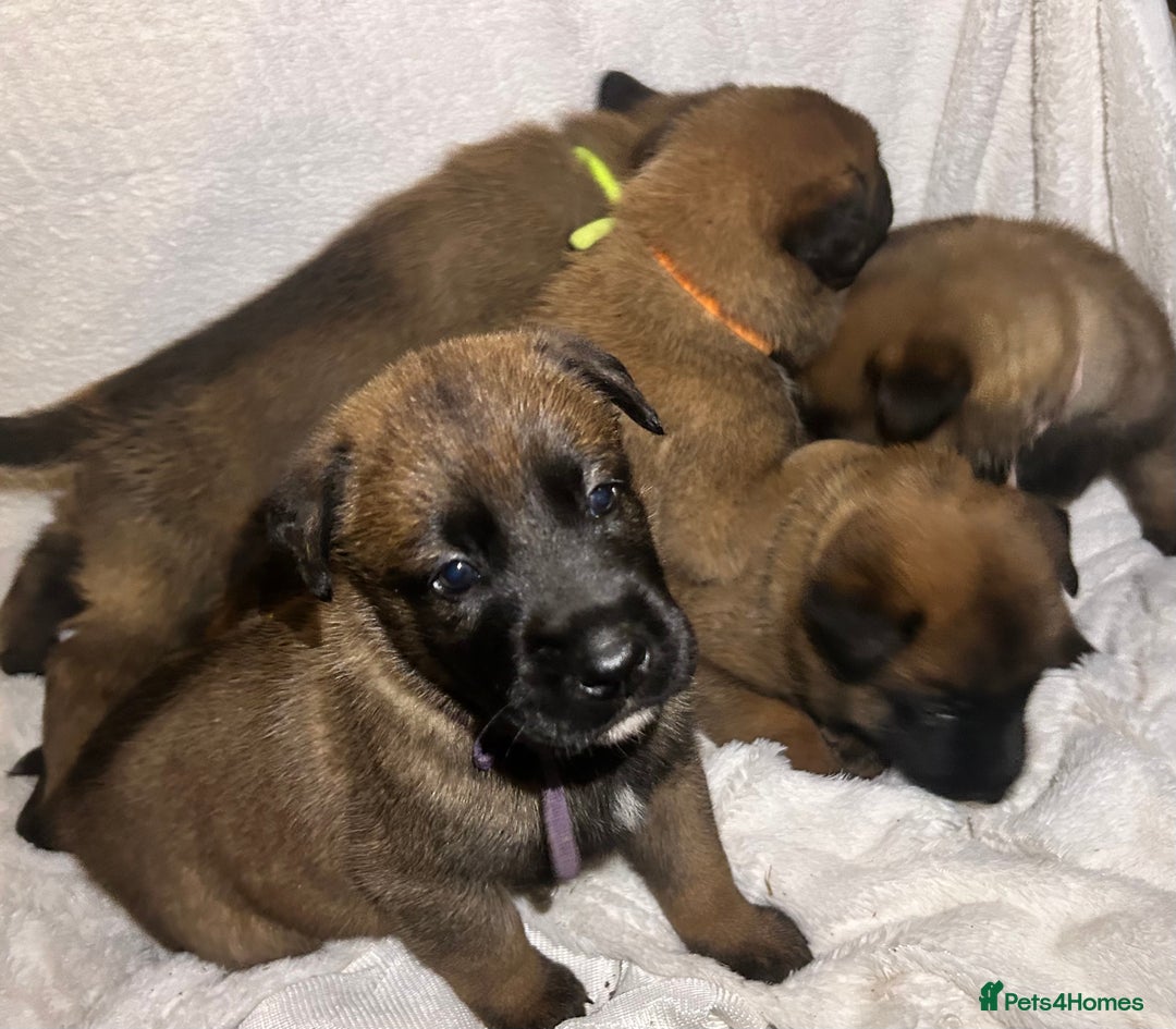 Belgian Shepherd Dog dogs for sale: Belgian malinois puppies  - Image 6