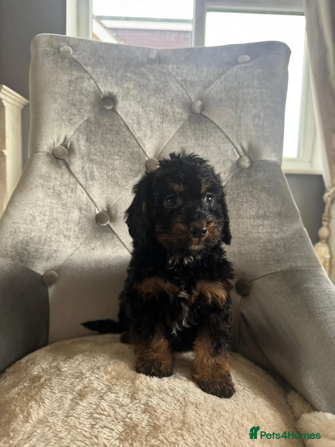 Cockapoo dogs for sale: F1 cockapoo puppies  - Advert 1