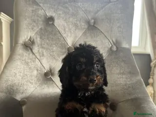 Cockapoo dogs F1 cockapoo puppies - Advert 7