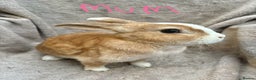 Mixed Breed rabbits for sale: 4 Beautiful baby mix breed bunnies  - Advert 22