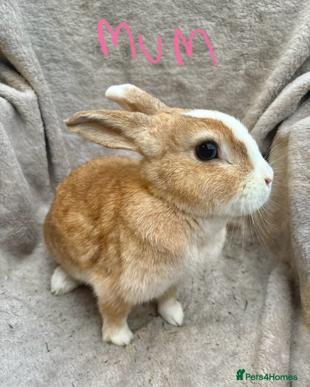 Mixed Breed rabbits for sale: 4 Beautiful baby mix breed bunnies  - Advert 22