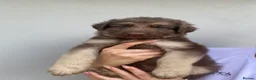 German Shepherd dogs for sale: German Shepherd puppies – Kennel Club registered - Advert 21