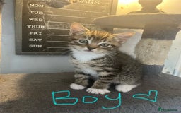 Mixed Breed cats for sale: 6 Stunning kittens ready now! 🤍 🐈 🤍 - Image 8