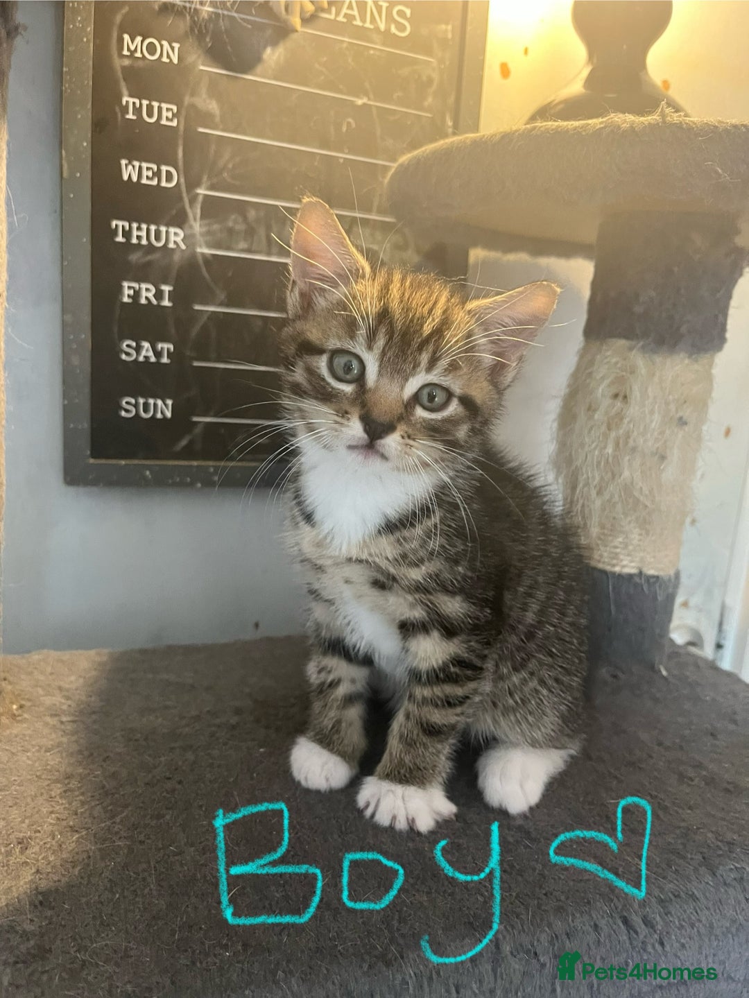 Mixed Breed cats for sale: 6 Stunning kittens ready now! 🤍 🐈 🤍 - Image 8