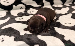 Mixed Breed dogs for sale: 6 beautiful French bulldog x Patterdale pups - Image 13