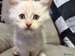 Maine Coon cats Last boy of litter - Advert 3