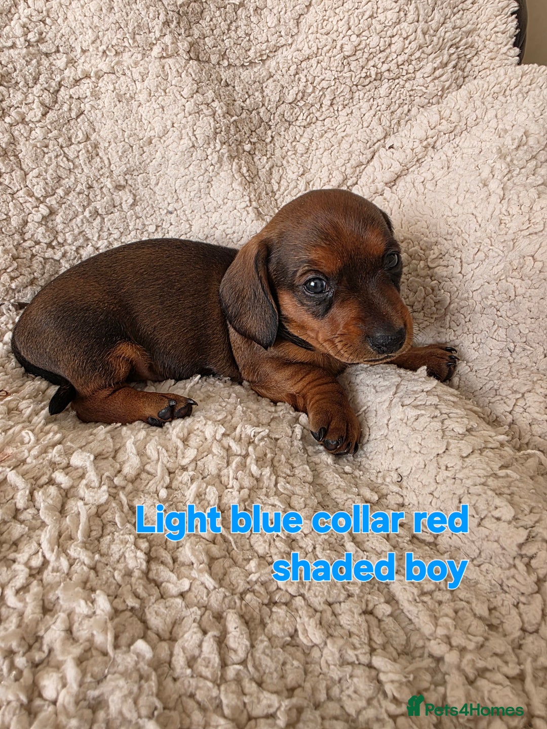 Miniature Dachshund dogs for sale: Beautiful short haired minature dauchshunds  - Advert 2
