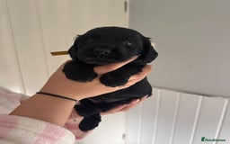 Cocker Spaniel dogs for sale: Working cocker spaniel 1 girls left  - Image 10