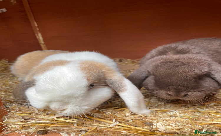 Mini Lop rabbits Mini lops for sale - Advert 1