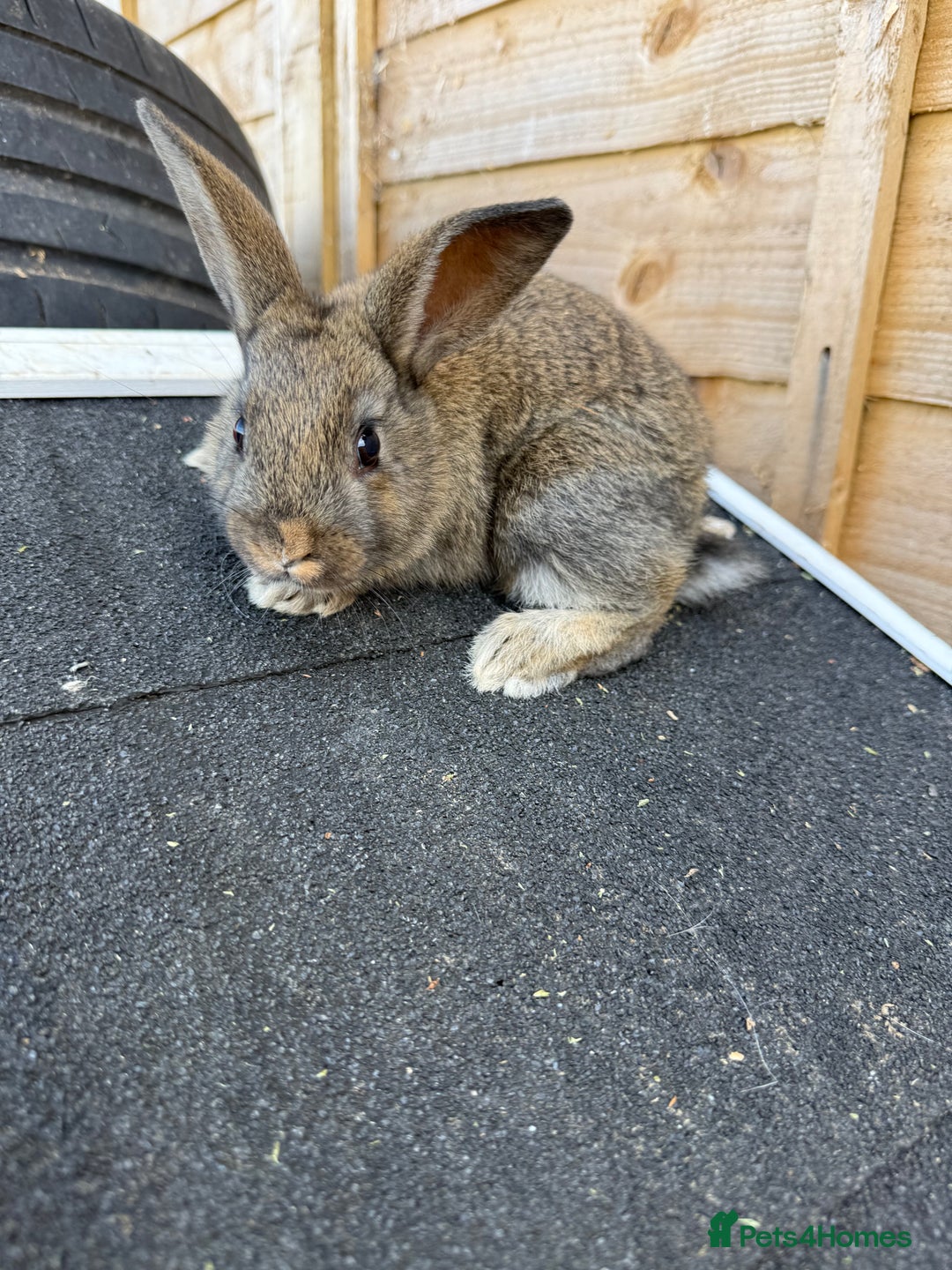 Harlequin rabbits for sale: 2 harlequin doe’s for sale - Image 7