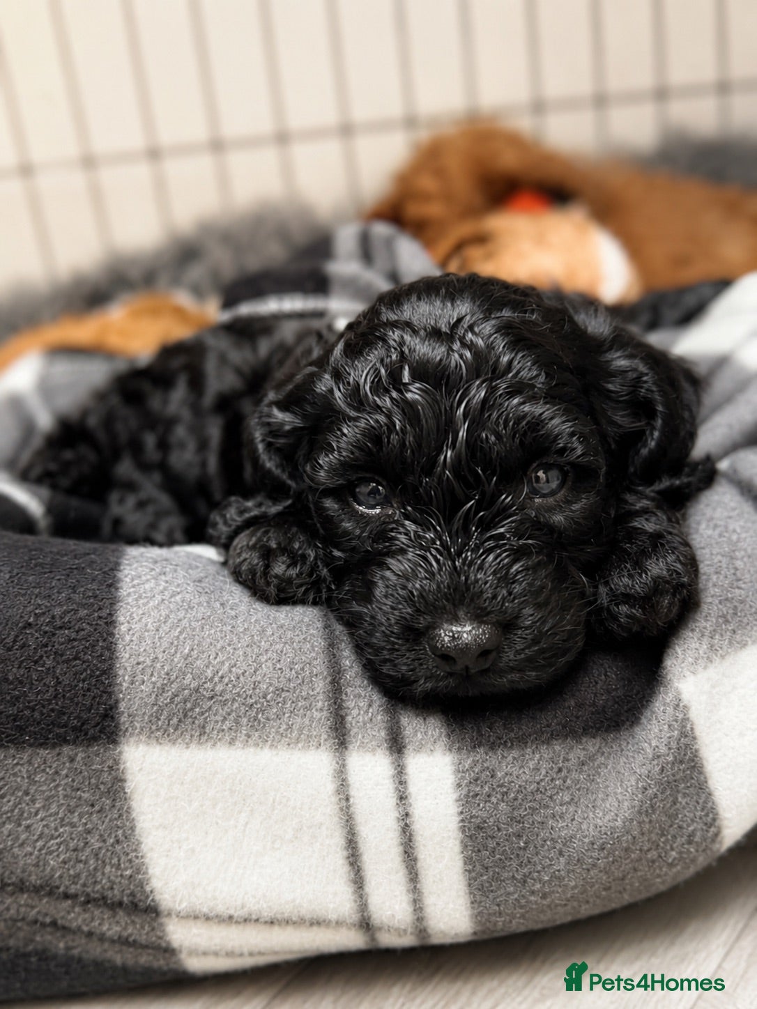 Cockapoo dogs ⭐ ONLY 1 BEAUTIFUL GIRL REMAINING -F1 Cockapoo - Advert 2