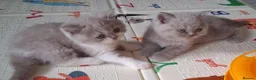 British Shorthair cats for sale: Betzy Bambi Bunny in Salford - Advert 26