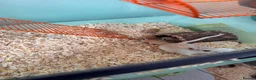 Gerbil rodents for sale: Gerbils for sale  - Advert 9